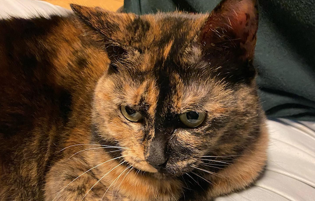 Anko Sabineko cat from Inomata Shuzo