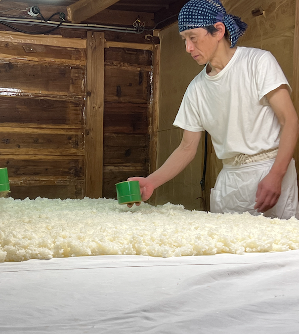 Masasuke Umetsu sprinkling koji mold on steamed rice